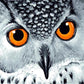 Owl Face Paint by Numbers