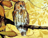 Owl on Tree Paint by Numbers