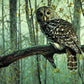 Owl Paint by Numbers Kit