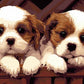 Cute Puppies Paint by Numbers