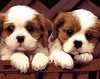 Cute Puppies Paint by Numbers