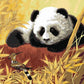 Panda & Bird Paint by Numbers