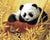 Panda & Bird Paint by Numbers