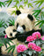 Pandas & Flowers Paint by Numbers