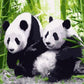 Pandas Paint by Numbers
