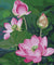 Pink Lotus Painting by Numbers