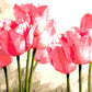 Pink Tulips Paint by Numbers