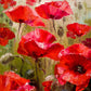 Poppy Flowers Field Paint by Numbers