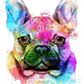  French Bulldog Paint by Numbers