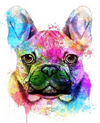  French Bulldog Paint by Numbers