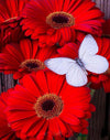 Red Flowers &amp; Butterfly Painting Kit