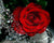 Rose & Water Splash Paint by Number