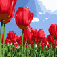 Red Tulips Field Paint by Numbers