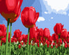 Red Tulips Field Paint by Numbers