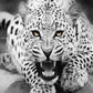 Leopard Painting by Numbers