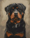 Rottweiler Paint by Numbers
