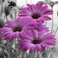 Rrimin Daisies Paint by Numbers Kit