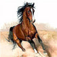  Brown Horse Paint by Numbers