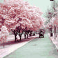 Sakura Trees Paint by Numbers