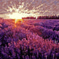 Lavender Fields Paint by Numbers