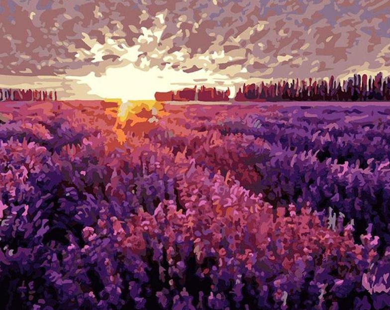 Lavender Fields Paint by Numbers