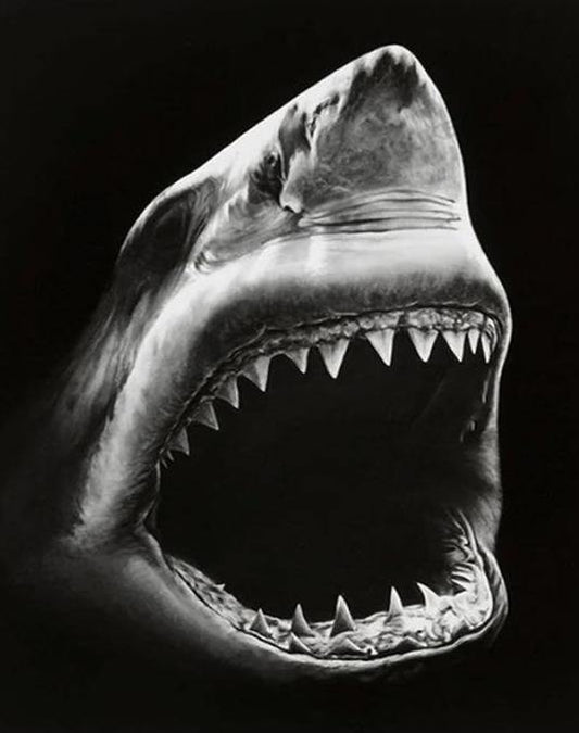 Shark Paint by Numbers