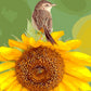 Sparrow & Sunflower Paint by Numbers
