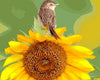 Sparrow &amp; Sunflower Paint by Numbers