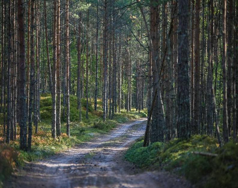 Spruce-Fir Forests Paint by Numbers