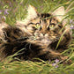 Starring Cat Painting by Numbers