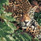 Leopard Paint by Numbers Kit