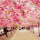 Cherry Blossoms Paint by Numbers
