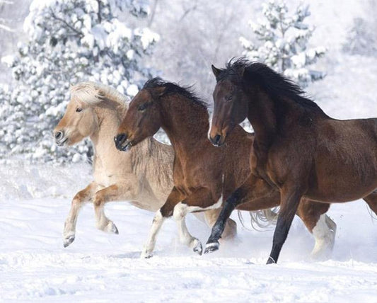Stunning Horses Painting by Numbers
