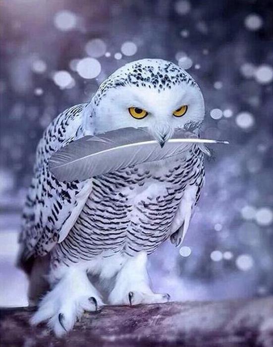 Stunning White Owl Painting by Numbers