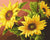 Sunflowers Paint by Numbers