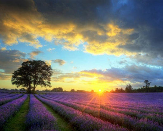 Lavender Fields Paint by Numbers