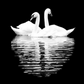 Swans Pair Paint by Numbers