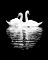 Swans Pair Paint by Numbers