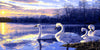 Swans in the Lake Paint by Numbers