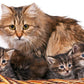 Sweet Cat Family Paint by Numbers