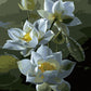 Teratai Lotus Paint by Numbers