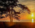 Tree & Sunset View Paint by Numbers