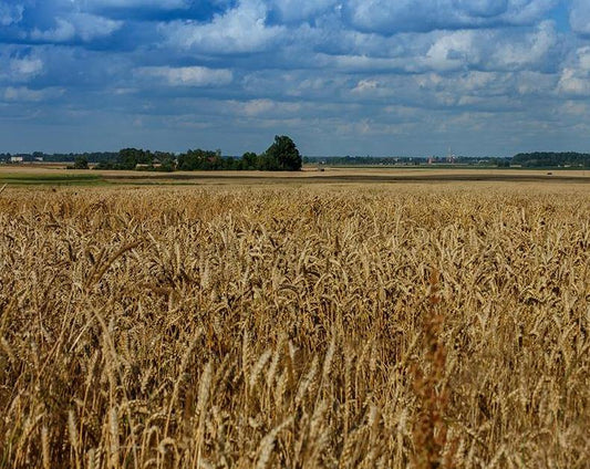 Wheat Fields Paint by Numbers