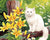Cat & Yellow Flowers Paint by Numbers