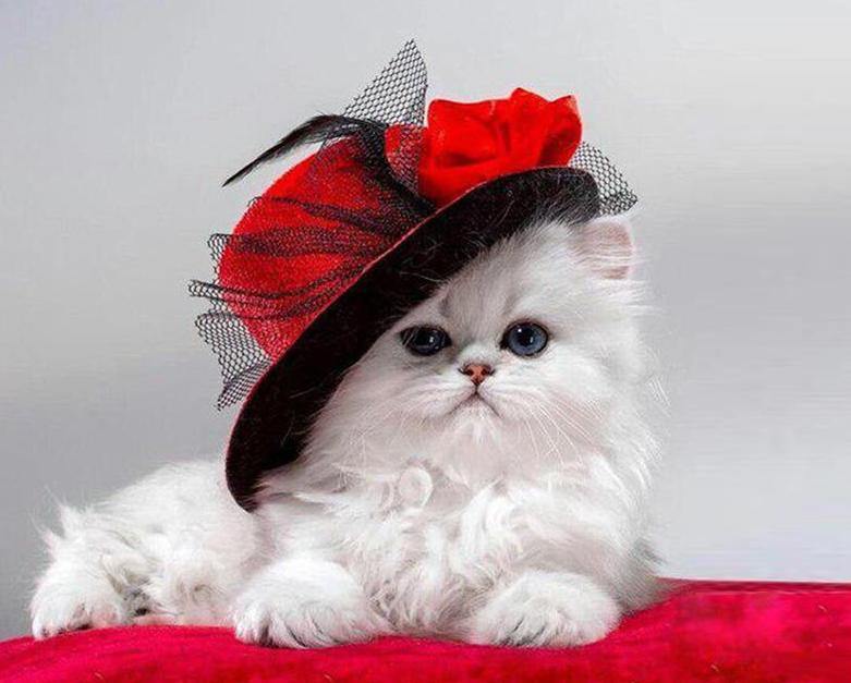 Cat with Hat Paint by Numbers