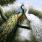 Peacocks Pair Paint by  Numbers