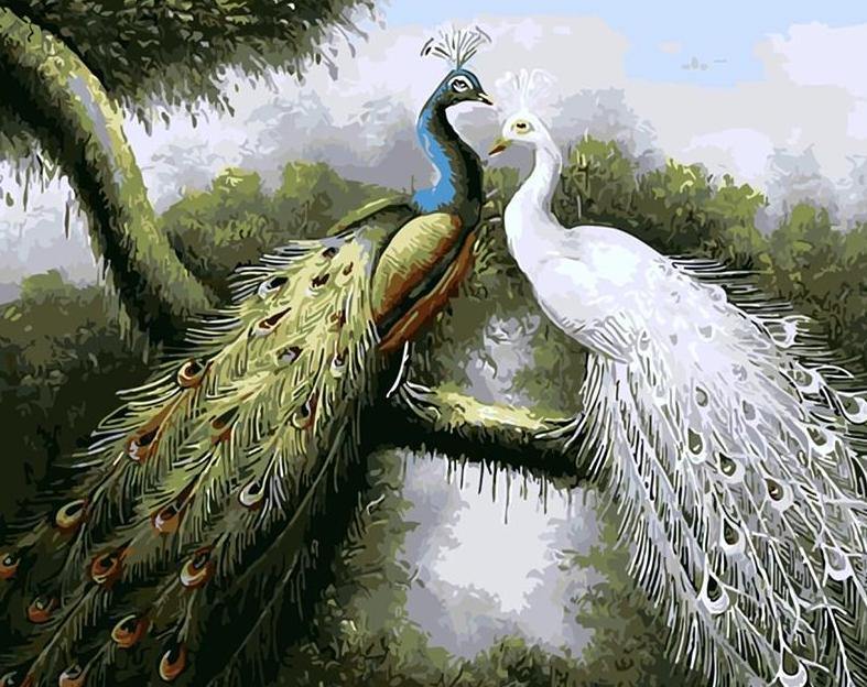 Peacocks Pair Paint by  Numbers