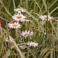 White Daisy Field Paint by Numbers