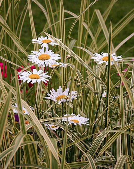 White Daisy Field Paint by Numbers