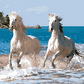 White Horses Paint by Numbers